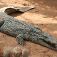 Bonjour ! Voici la suite du crocodile avec le début du travail des écailles, ainsi que des ajustements au niveau de la tête. Je suis intéressé par vos avis pour la […]