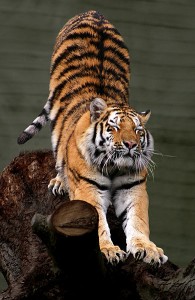 390px-Siberian_Tiger_by_Malene_Th