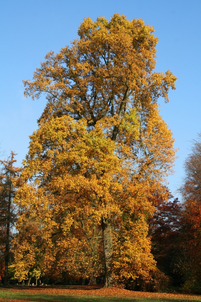 Liriodendron_tulipifera_JPG5a