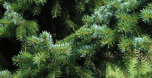 coniferes_10