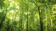   Maintenant que nous avons classé les arbres, intéressons-nous au cas de la pratique ! Comment monter sur les branches ? De quelle façon progresser jusqu’au sommet ?   − Première partie : Classification des Arbres. − Deuxième partie […]