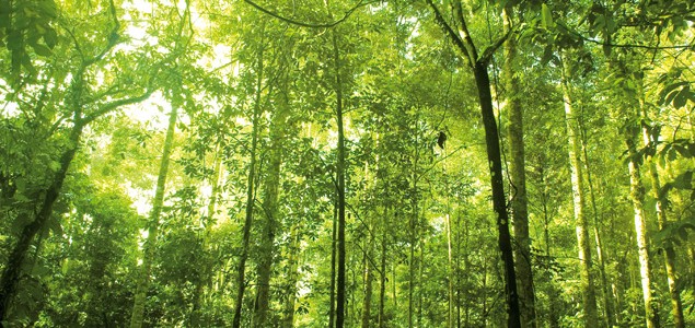   Maintenant que nous avons classé les arbres, intéressons-nous au cas de la pratique ! Comment monter sur les branches ? De quelle façon progresser jusqu’au sommet ?   − Première partie : Classification des Arbres. − Deuxième partie […]
