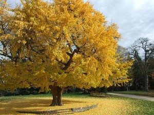 ginkgo-biloba-larbre-aux-mille-ecus-l-2