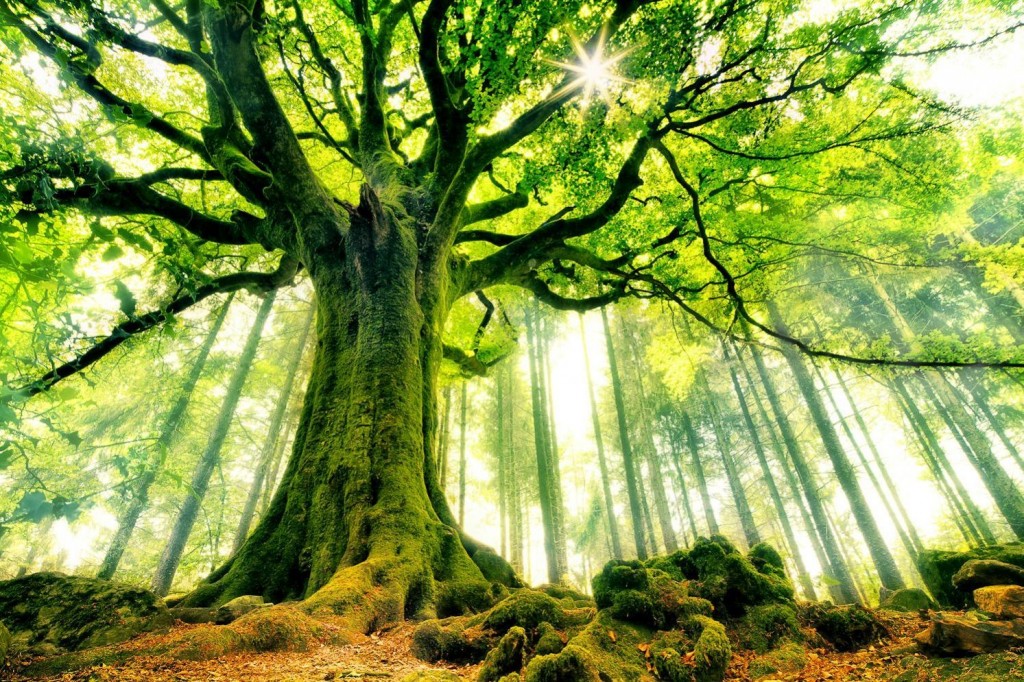 les_plus_beaux_arbres_du_monde_hetre_de_ponthus