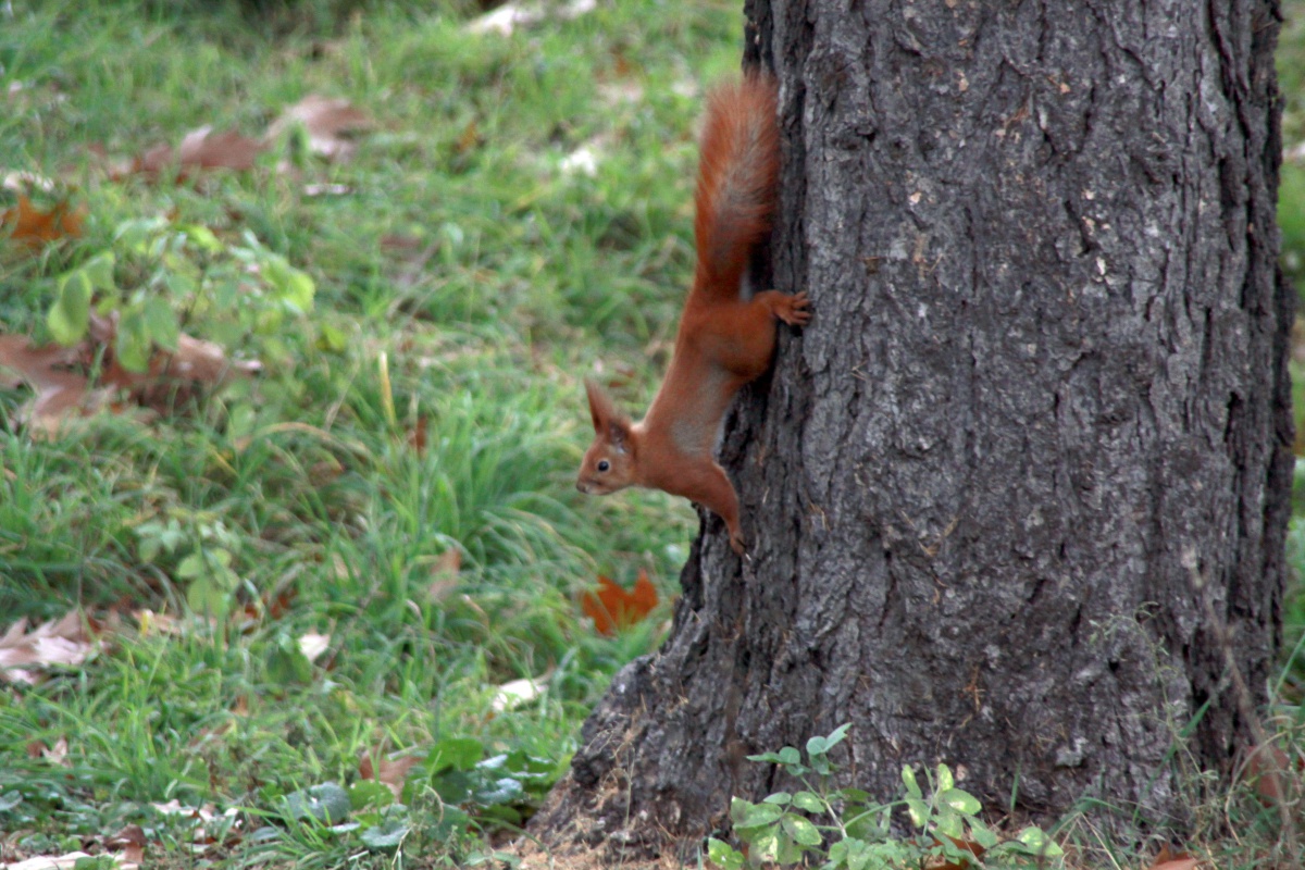 écureuil sur un tronc d'arbre
